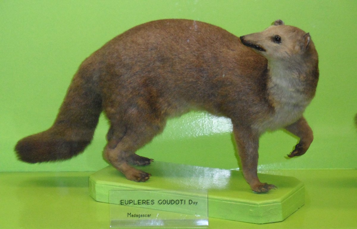 May the great <a href="/SirFalanouc/">Sir Reginald Falanouc</a> #2020MMM a great MMM Warrior, #EMAJABI comrade, and really fascinating mongoose-like mammal unique to Madagascar, live on in the memories of all mammals.
#2021MMM
en.wikipedia.org/wiki/Eastern_f…