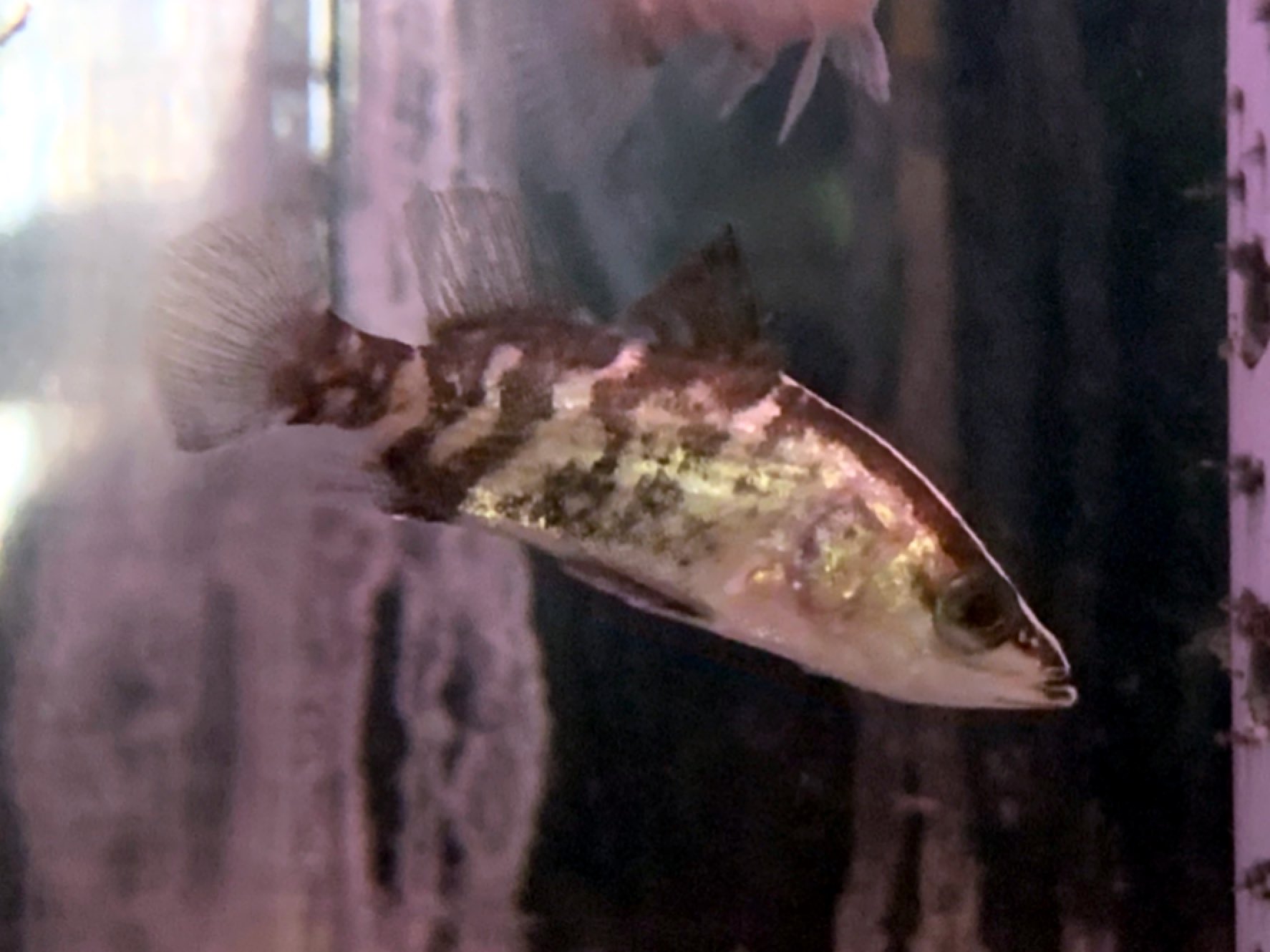 吉岡観魚園 オーストラリアンシーパーチ 5cm バラマンディ アロワナやポリプ ガー シクリッドなどの大型魚の混泳相手として人気のバラマンディの幼魚がやっと入荷しました 日本固有種のアカメと近縁種ですが こちらは純淡水でも飼育可能です