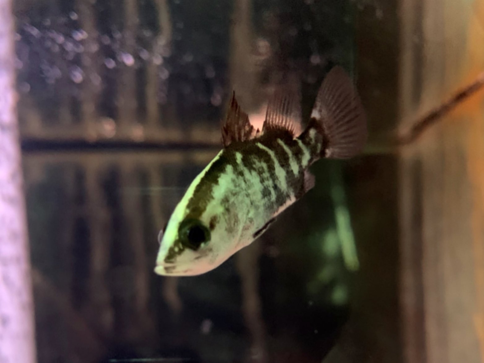 吉岡観魚園 オーストラリアンシーパーチ 5cm バラマンディ アロワナやポリプ ガー シクリッドなどの大型魚の混泳相手として人気のバラマンディの幼魚がやっと入荷しました 日本固有種のアカメと近縁種ですが こちらは純淡水でも飼育可能です