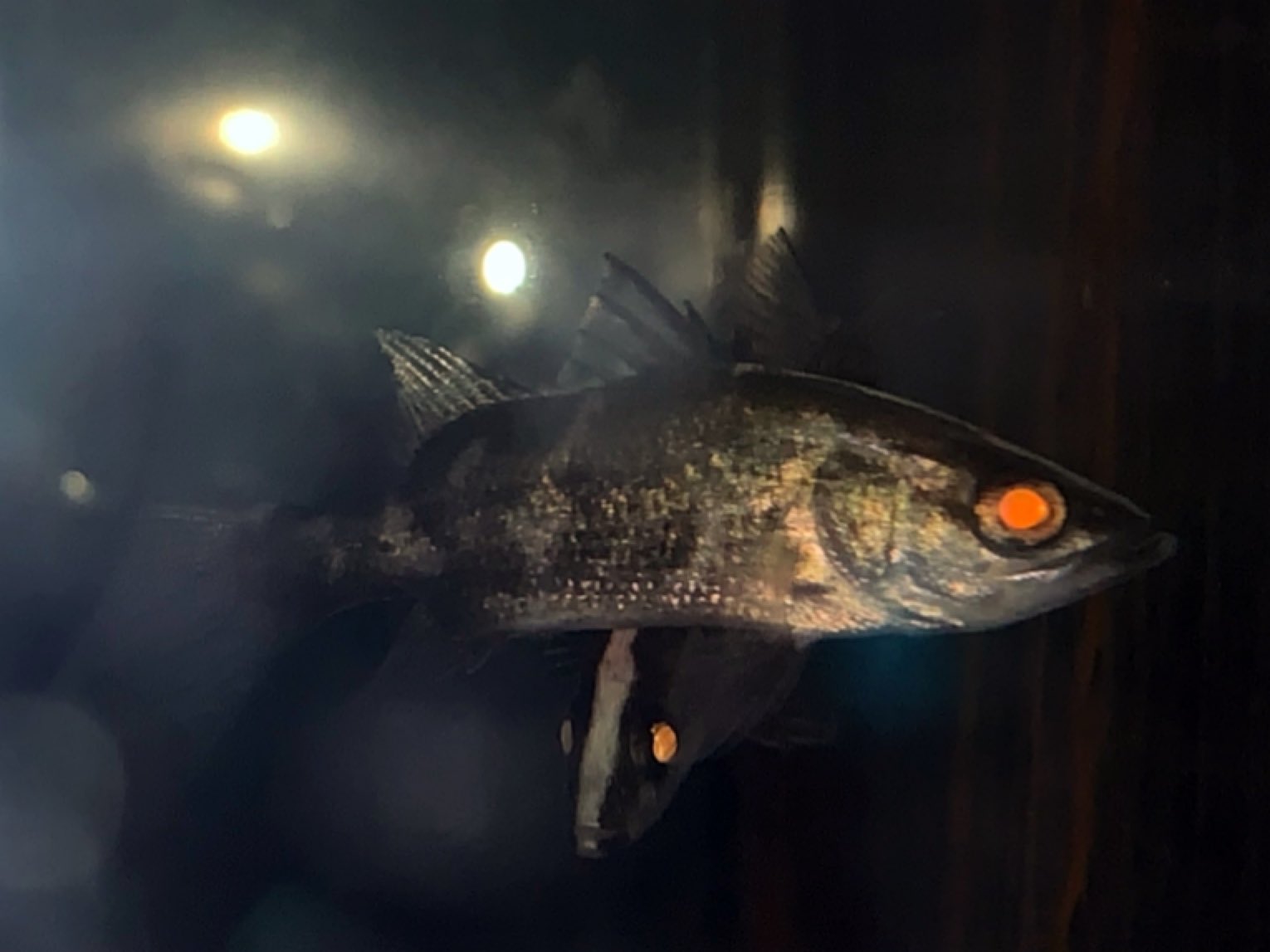 吉岡観魚園 オーストラリアンシーパーチ 5cm バラマンディ アロワナやポリプ ガー シクリッドなどの大型魚の混泳相手として人気のバラマンディの幼魚がやっと入荷しました 日本固有種のアカメと近縁種ですが こちらは純淡水でも飼育可能です