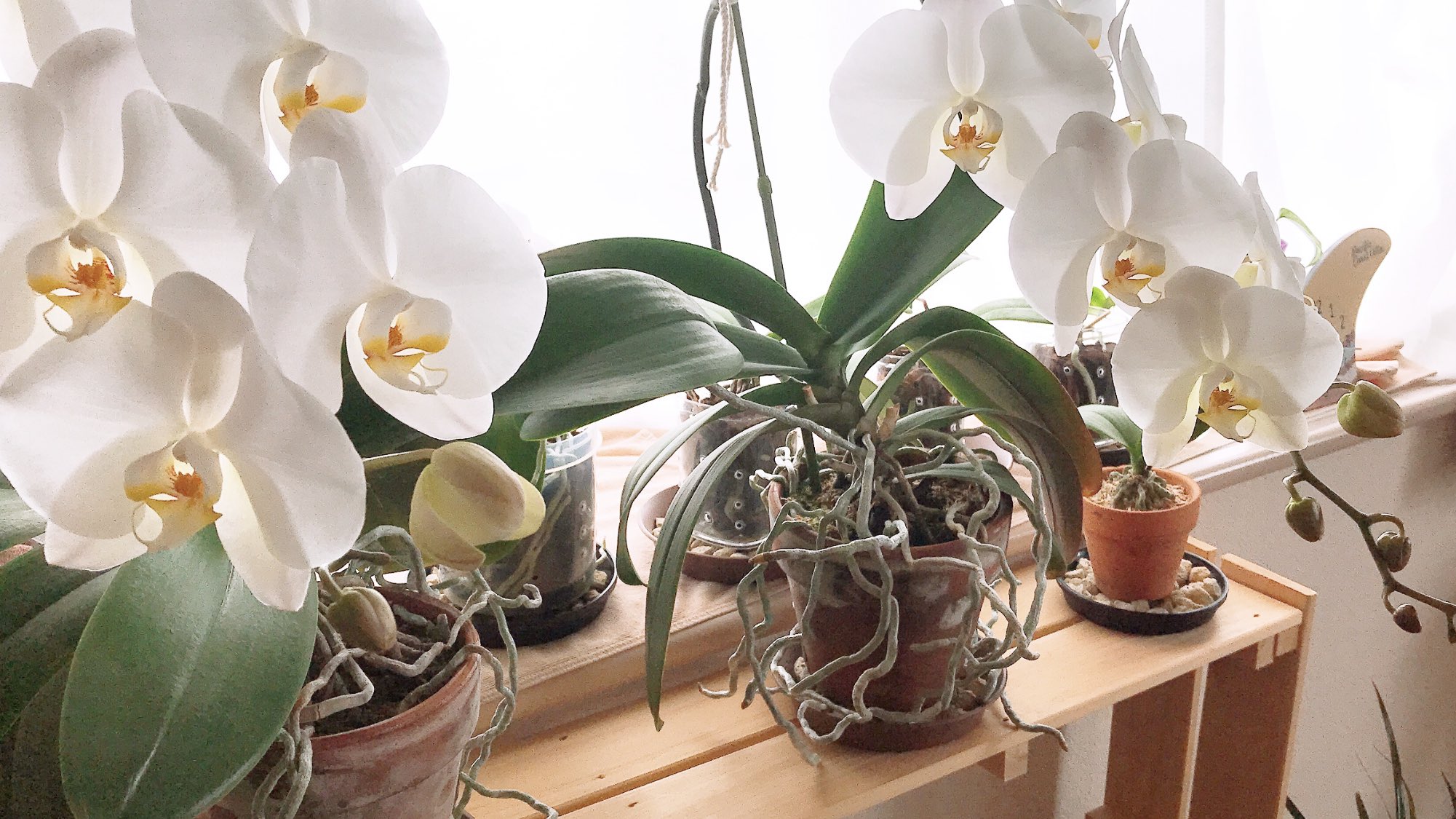 観葉植物と猫 根っこ はみ出し過ぎw 胡蝶蘭 根っこ T Co Imzqnnkenw Twitter