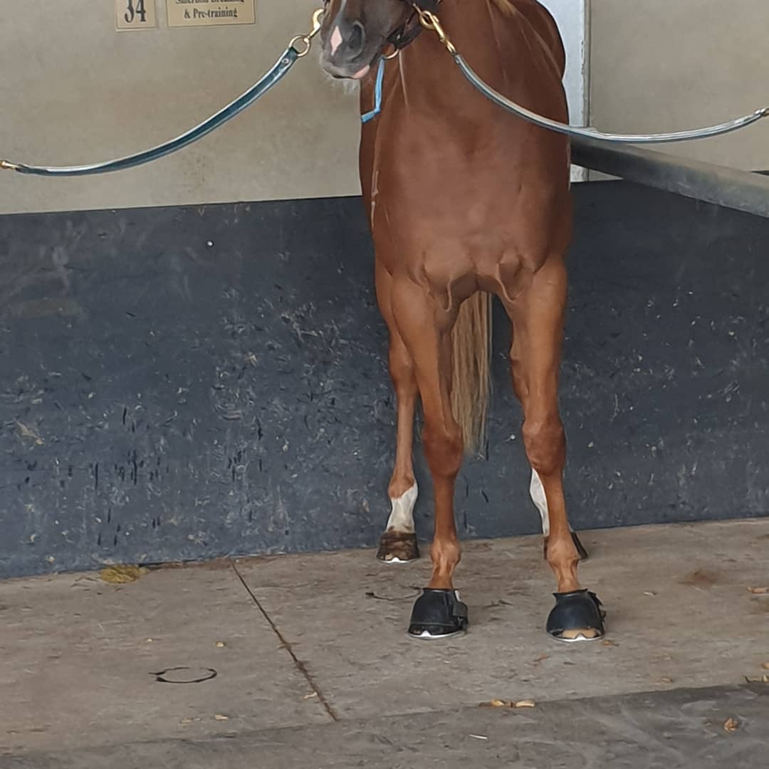 TroySimms78's tweet photo. No idea what this fella will produce today after a long spell. #raazou #maluaracing https://t.co/T0JjcCH8xW