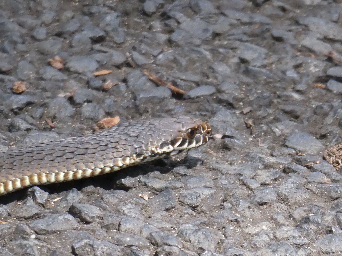 🐍 Any snake people able to id this danger noodle? (My camera has amazing zoom - I was well away.)