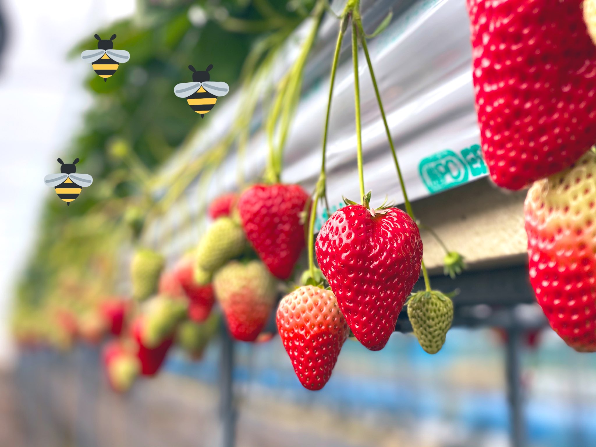 廣田養蜂場 はちみつマイスター 昨日 下関の豊田町のいちご 農家さんのハウスへ 受粉を終えたみつばちのお迎えに行きました そして今日は いちご狩りの初日です たくさんのいちごを見ると 我が家のみつばちが仕事をやり遂げたのがわかります 私も今日
