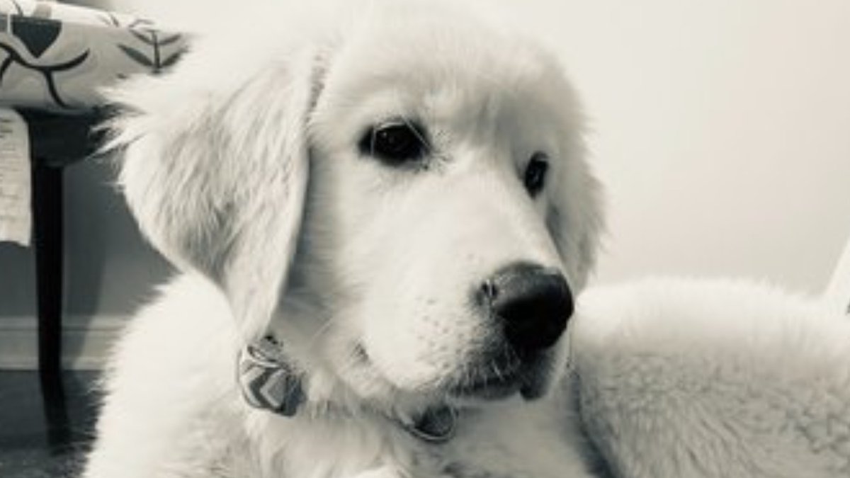 Pickup truck with 4-month-old puppy inside stolen in Milton cp24.com/news/pickup-tr…