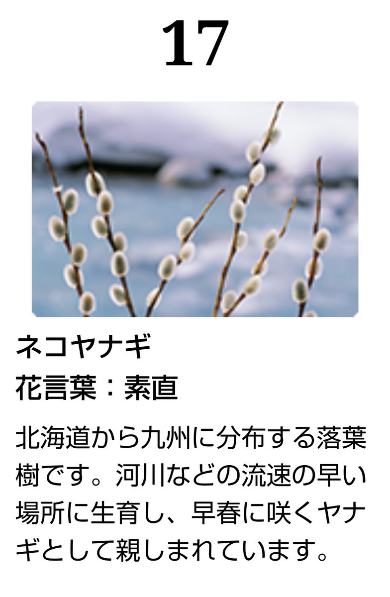 誕生月最終日にもなって何ですが!

2月17日の誕生花は「ネコヤナギ」
同日生まれの著名人は「夏目漱石(吾輩は猫である)」

式さん完璧じゃないですか!? 
#両儀式生誕祭2021 
