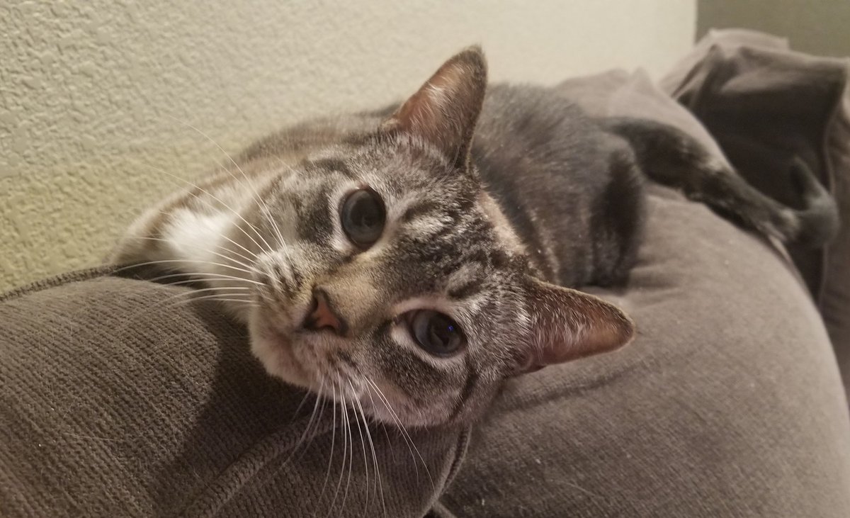 ally_bentley6's tweet photo. My little cutie ๐ฅฐ๐พ
#heartsmiling
#Caturday
#catlovers
#CatsOnTwitter https://t.co/Ck7odQJBte