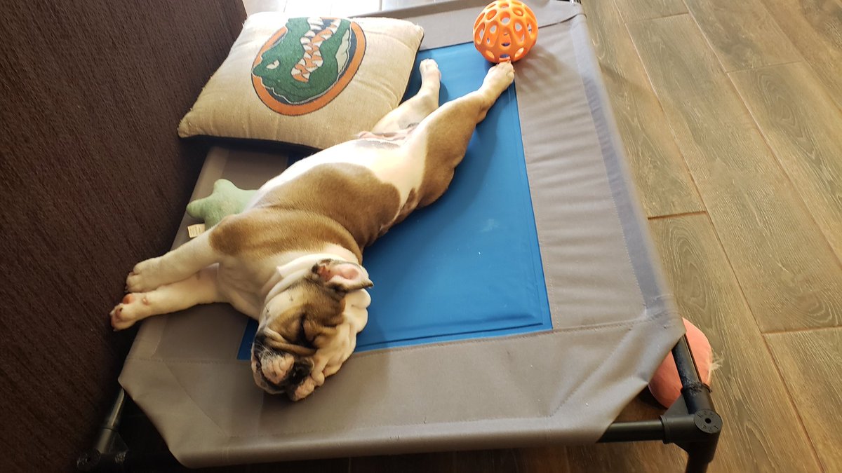 tsandg8r's tweet image. He either chewin on me or sleepin. #NoInbetween
#SirBiscuit