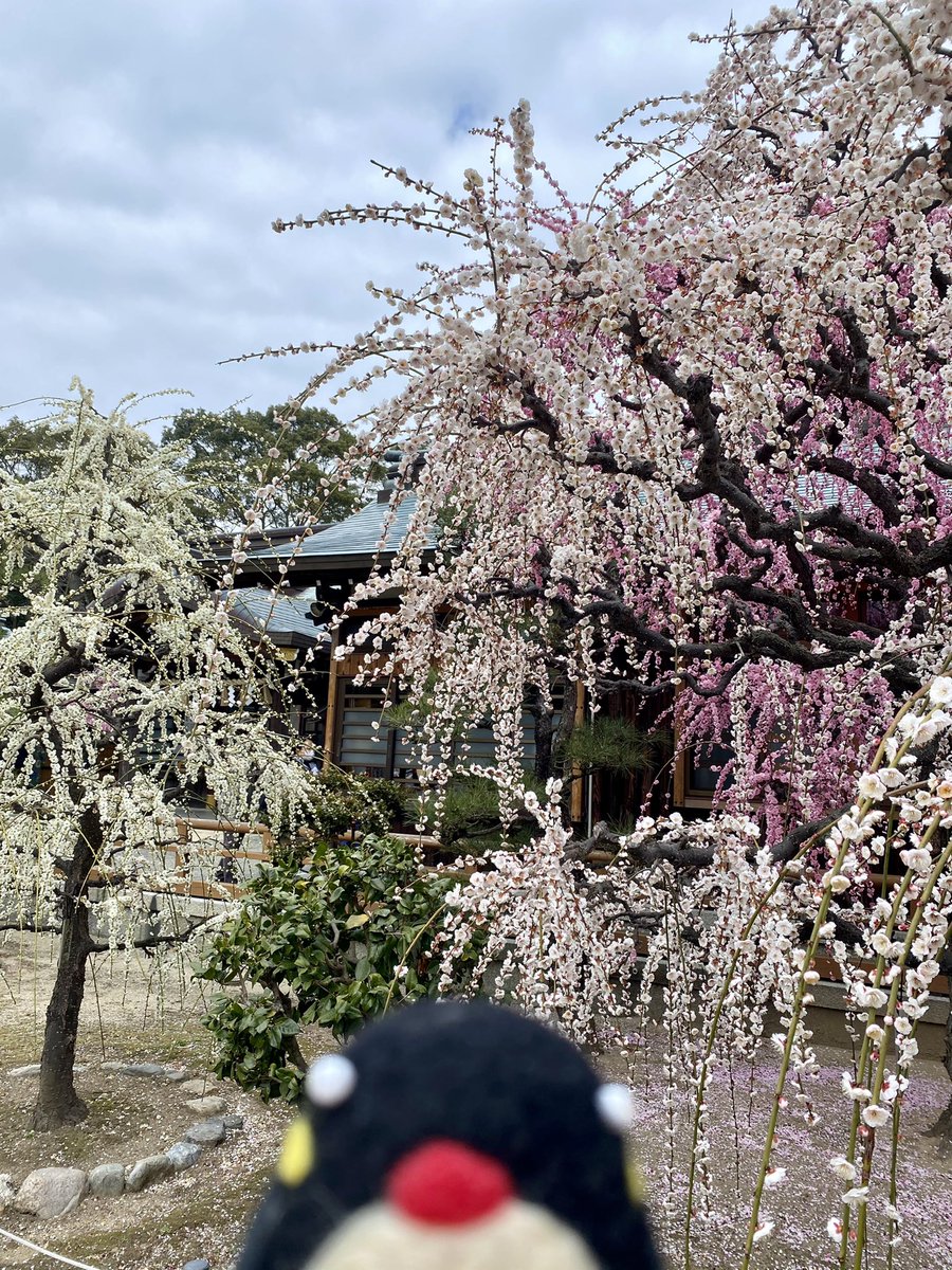 やさぺん やさやさ 三重県津市の結城神社さんの しだれ梅が見ごろぺん 三重県 津市 しだれ梅 神社 梅 花 やさぺん やさやさ 三重県津市の結城神社さんの しだれ梅が見ごろぺん 三重県 津市 しだれ梅 神社 梅 花