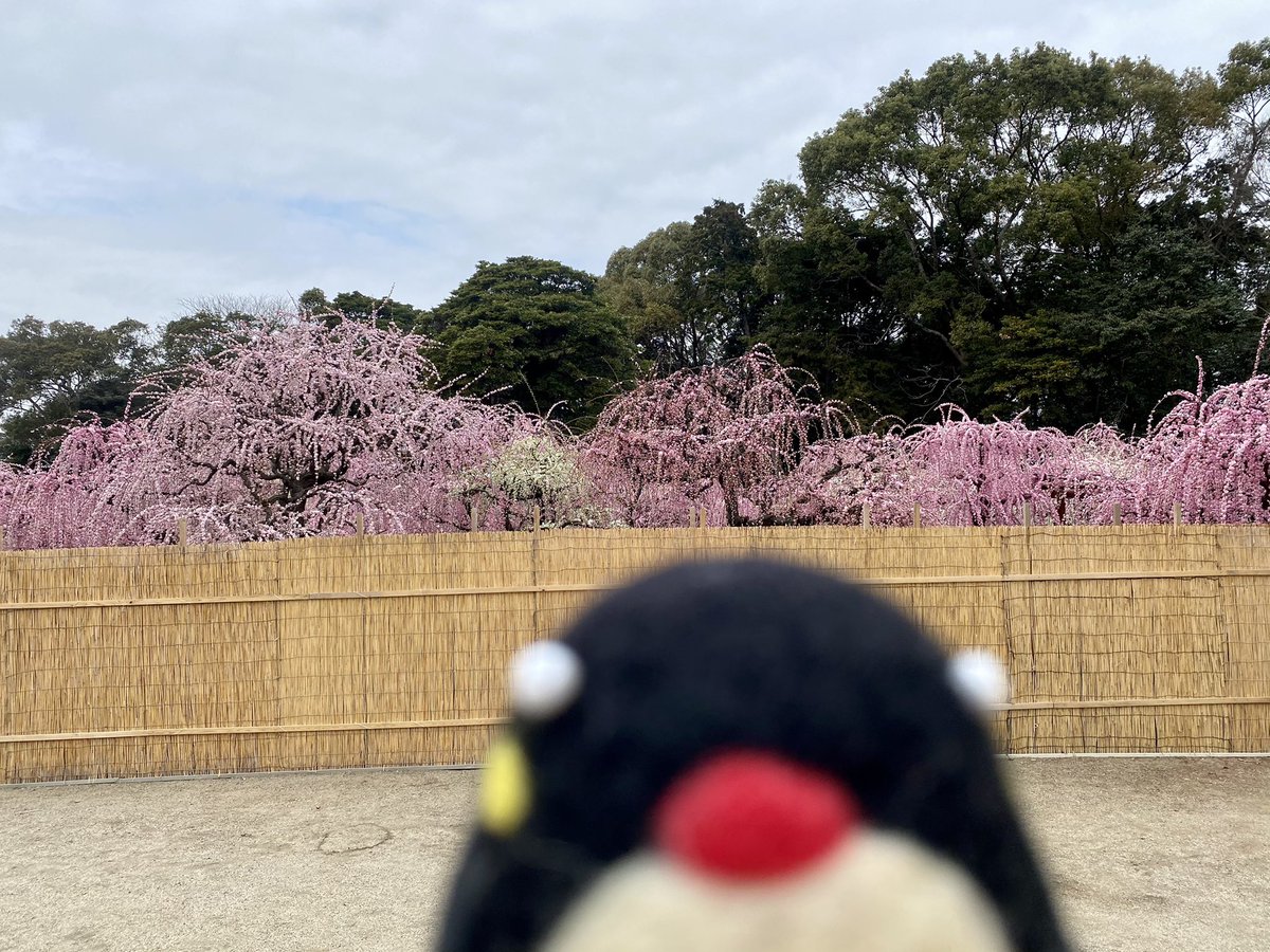 やさぺん やさやさ 三重県津市の結城神社さんの しだれ梅が見ごろぺん 三重県 津市 しだれ梅 神社 梅 花 やさぺん やさやさ 三重県津市の結城神社さんの しだれ梅が見ごろぺん 三重県 津市 しだれ梅 神社 梅 花