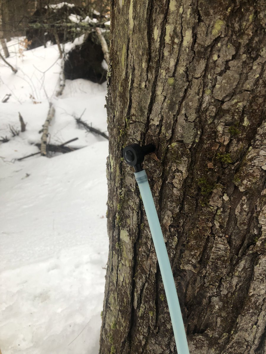 VT_BornandBred's tweet photo. Tis the season Vermonters and fellow lovers of pure VT Maple Syrup! Tapped some maple trees in my woods. #Backyardsugaring #TapThat #VTGold @anson_ag https://t.co/ZItnL22gsD
