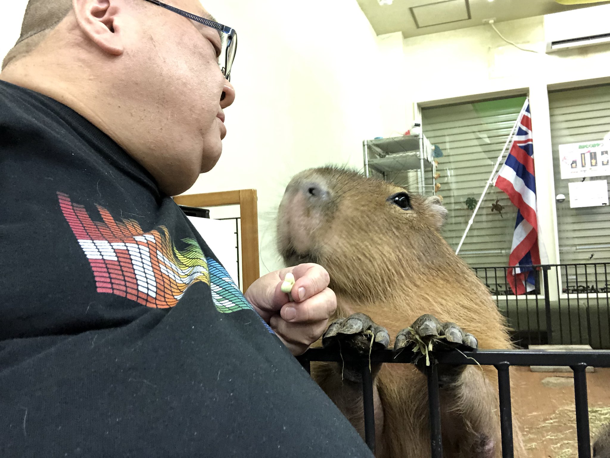 Capybara Cafe Tokyo area CapybaraLand カピバランドPUIPUI on X: I'm so grateful  for the kindness and thoughtfulness of y'all. 【Help Support Capybara Land  during the COVID pandemic】 My PayPal is in the following.