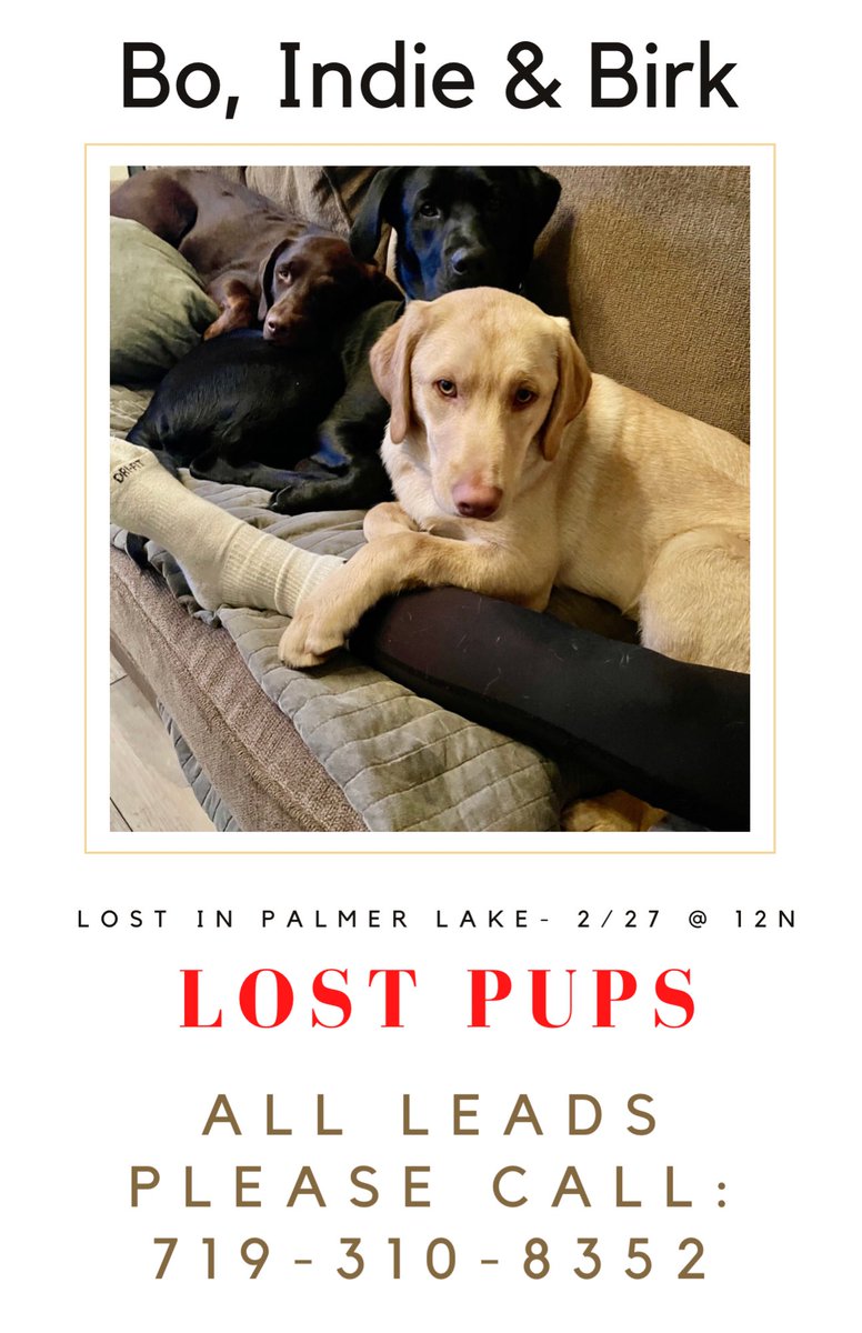 CareerCompass's tweet photo. #lostpets #lostpetscolorado #palmerlake @PalmerLakeVFW @PalmerLakeElem https://t.co/LF4V8BqdhX