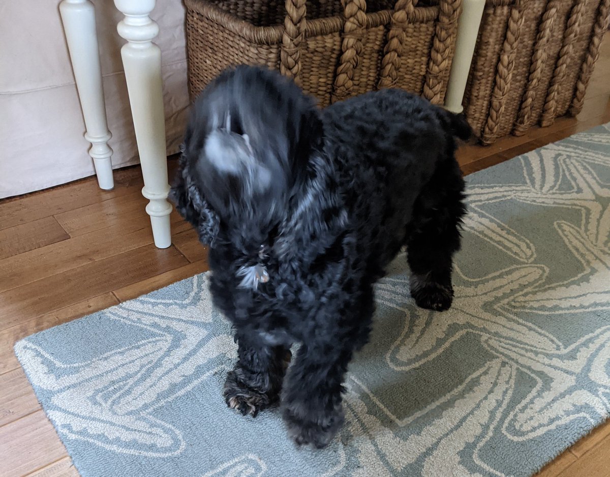 Stormy Cocker Spaniel tweet media