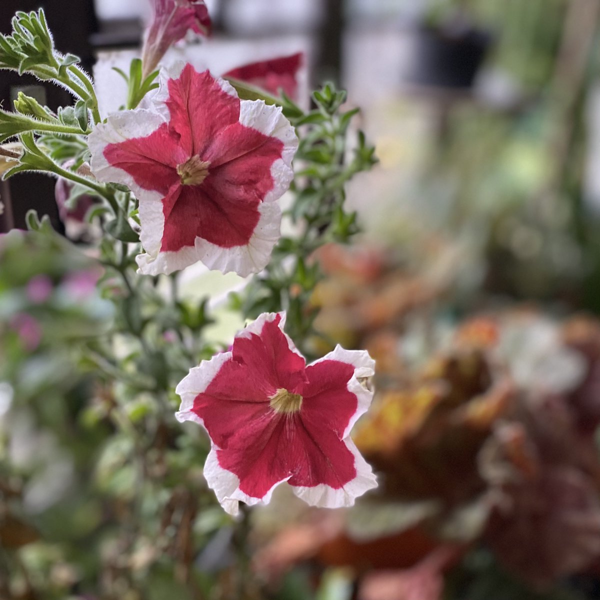 Mr_Mormau's tweet photo. #flores #flowers #jardin #garden Las flores del jardín de mi mamá #zipaquirá https://t.co/eBzXDWTnrx