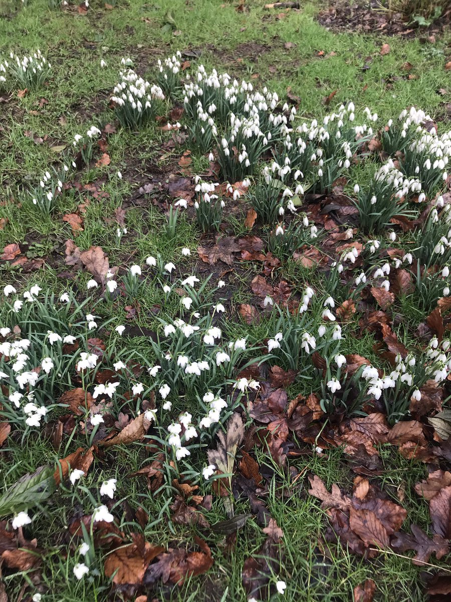 Evidence of my gorilla gardening coming through on the village roadsides! #Hope #KeepingItKind #MakeKindnessTheNorm #ExploreTheGood @KyrstieStubbs @SamLEAF_Ed @the_smudgy @jimallthetime @D4nCox @Actionjackson @JHaddell @bluebellmatt @JoFreeRangePlay @LeaLeaLemon @ForestryEngland