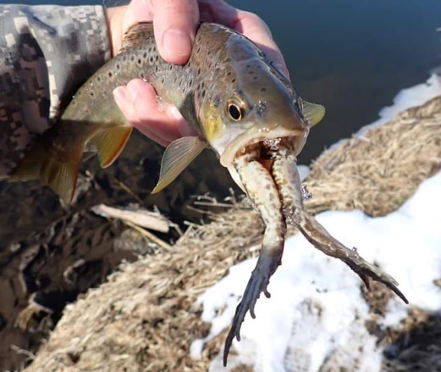 troutrageous1's tweet photo. That's One Hungry Trout! https://t.co/t4cFfxMz24 #flyfishing https://t.co/NJYmILUPCs
