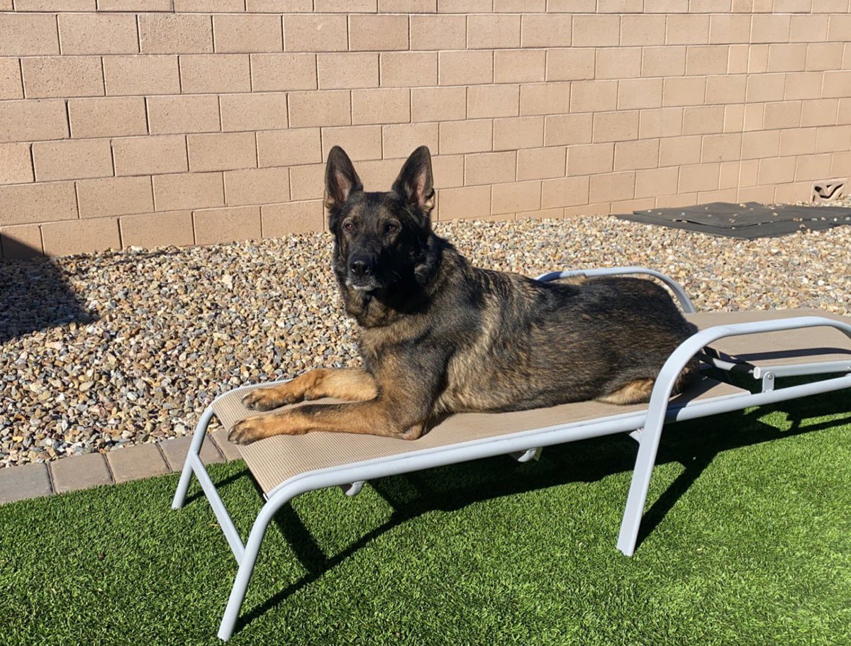 K9Oni's tweet photo. Sun bathing before work tonight 🌞🌞🌞 https://t.co/T38Vw3VAEg