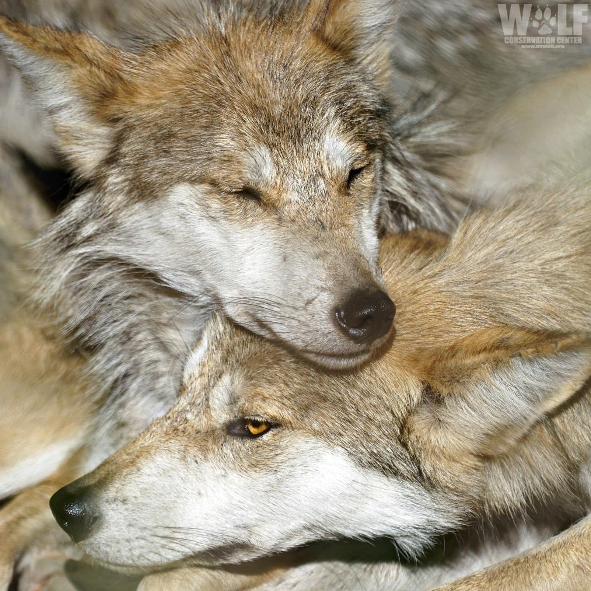 TheMexyWolf's tweet photo. God I miss being a Lobo. #ImALobo #MexicanWolf #SaveTheLobo #SaveMexicanWolves #Therian #SpeciesDysphoria #NYWolf https://t.co/qgEJ4iiprx