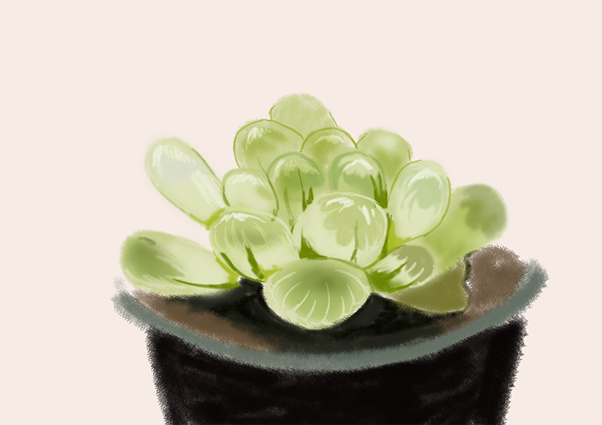 Kasuga 1日10分スケッチ 多肉植物 今日の分 28日 植物難しいよぉ 動物は透明感ないけど植物は透けたり透明な部分があるから難しい