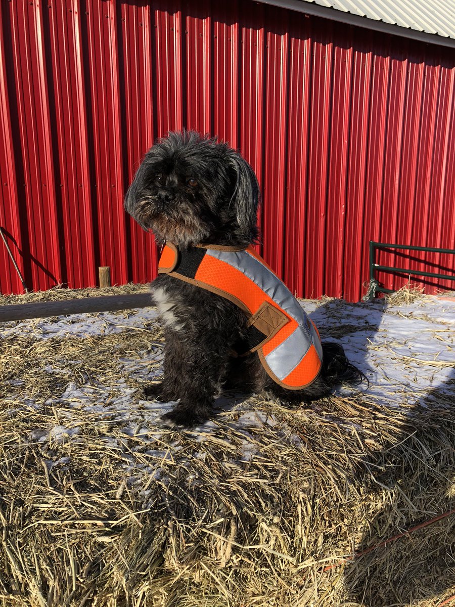 copenhagen9's tweet photo. Thanks for the safety vest @Carhartt this dude is is looking sharp and ready to get to work! #workindog https://t.co/l3eivEduWr