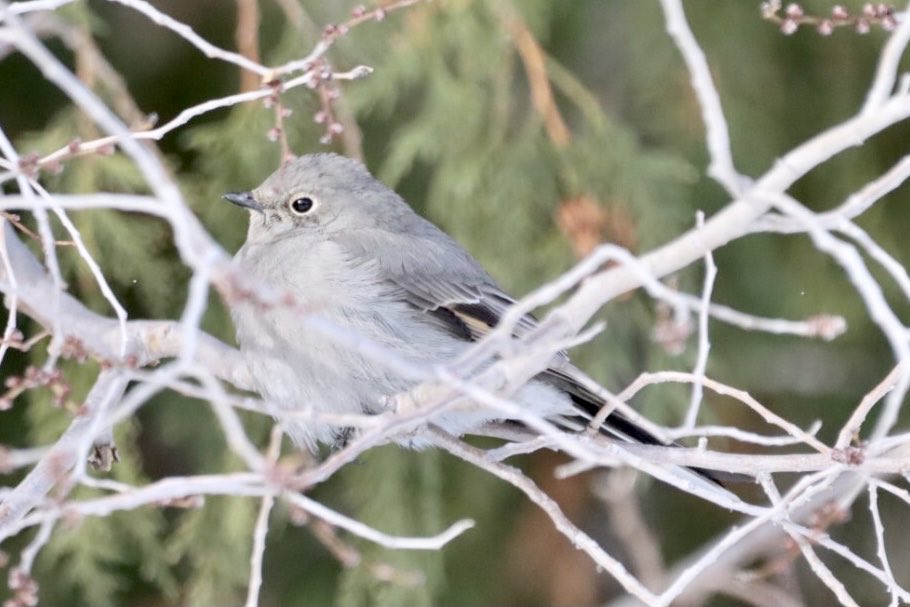 pbaran2's tweet photo. #TownsendsSolitaire #BirdWatching #BirdPhotography #birding #NaturePhotography #ForestryFarm #Yxe #Saskatchewan https://t.co/fqAaX5OvMH