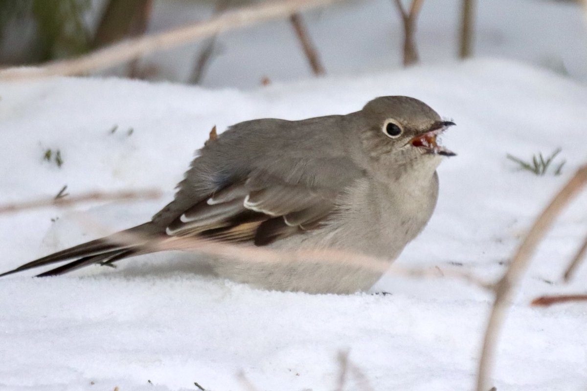 pbaran2's tweet photo. #TownsendsSolitaire #BirdWatching #BirdPhotography #birding #NaturePhotography #ForestryFarm #Yxe #Saskatchewan https://t.co/fqAaX5OvMH