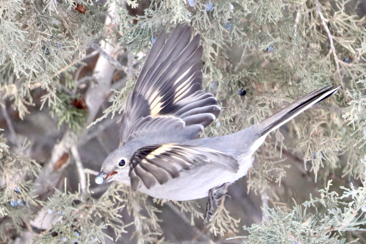 pbaran2's tweet photo. #TownsendsSolitaire #BirdWatching #BirdPhotography #birding #NaturePhotography #ForestryFarm #Yxe #Saskatchewan https://t.co/fqAaX5OvMH