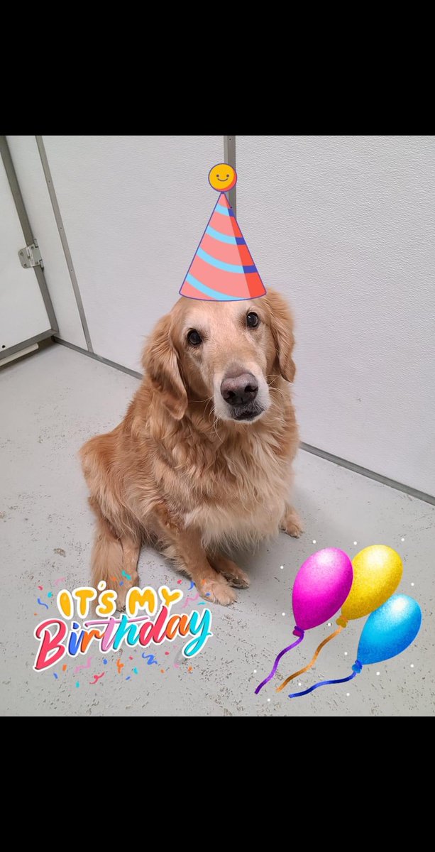 ClassyClipNY's tweet photo. ⁣🎈 Happy 1st Birthday, miss Mia! Happy 10th birthday, mister Yogi! 🍰
⠀
🐾 Mister Leo and Tater were some of Mia’s friends that helped make her day super special. 💜 Mister Yogi got tons of lovin’s yesterday to celebrate his first double digit birthday! 💛 https://t.co/O5Ga18YCya