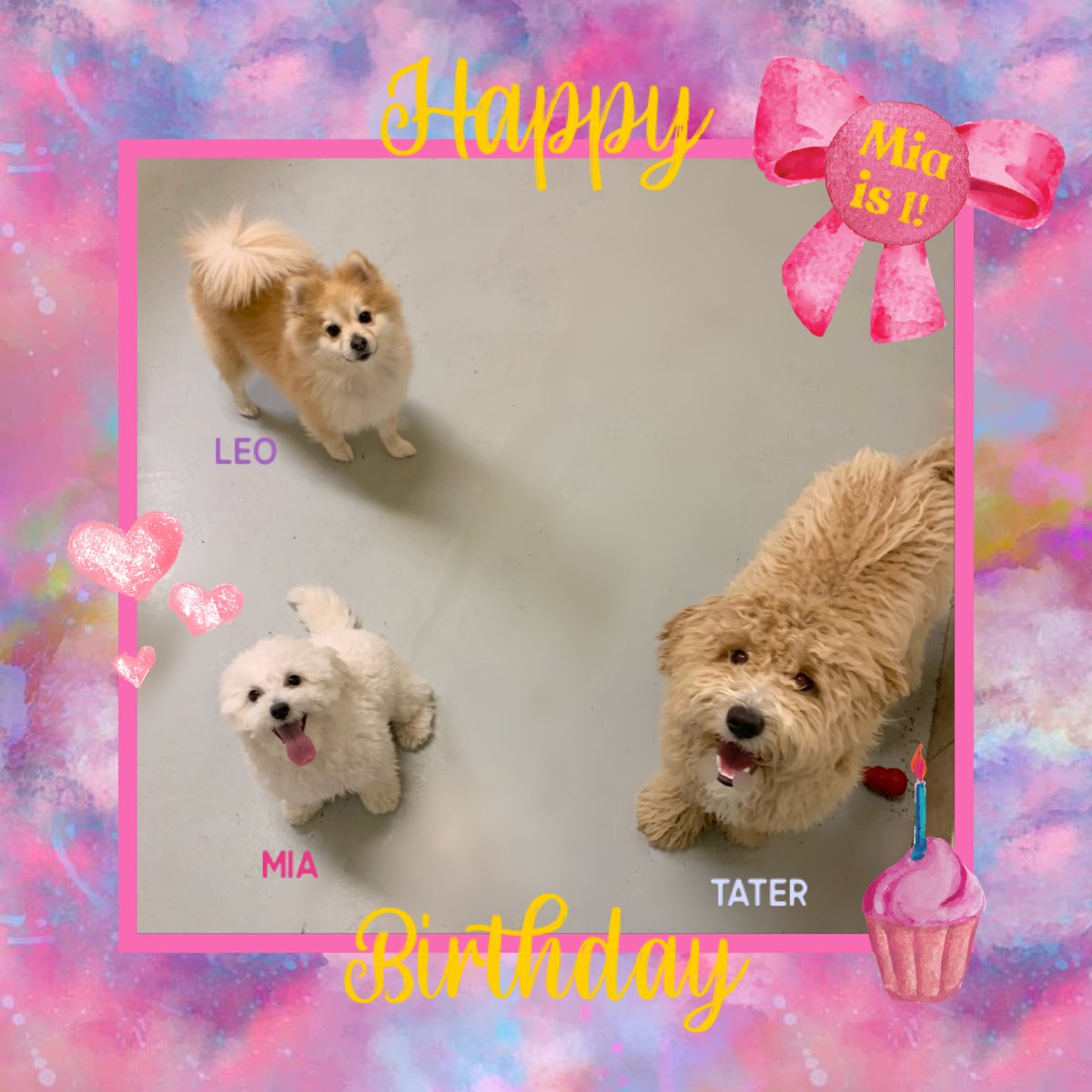 ClassyClipNY's tweet photo. ⁣🎈 Happy 1st Birthday, miss Mia! Happy 10th birthday, mister Yogi! 🍰
⠀
🐾 Mister Leo and Tater were some of Mia’s friends that helped make her day super special. 💜 Mister Yogi got tons of lovin’s yesterday to celebrate his first double digit birthday! 💛 https://t.co/O5Ga18YCya