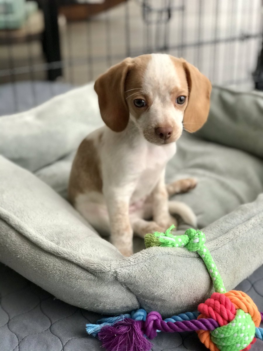 nd1504's tweet photo. My handsome little man. #pocketbeagle #lemonbeagle #beagle @LemonBeagleBeau https://t.co/R3l9snjMRQ