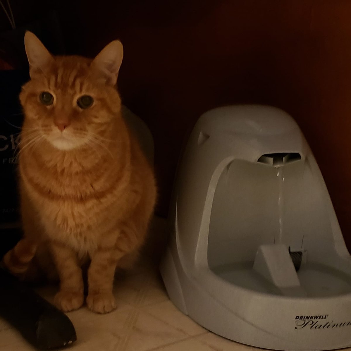 brainwise's tweet photo. I miss those water cooler talks with Milo. Granted, the under-the-kitchen-table location was optimized for him, not me, but still worth it. 🐱 #cat #CatsOfTwitter #CatsOfInstagram #cats #orange #ginger #gingercat #kitteh #GoodbyeMilo #memories #latergram 📸 Photo taken 2/27/2020 https://t.co/MB9Iv4GFlQ
