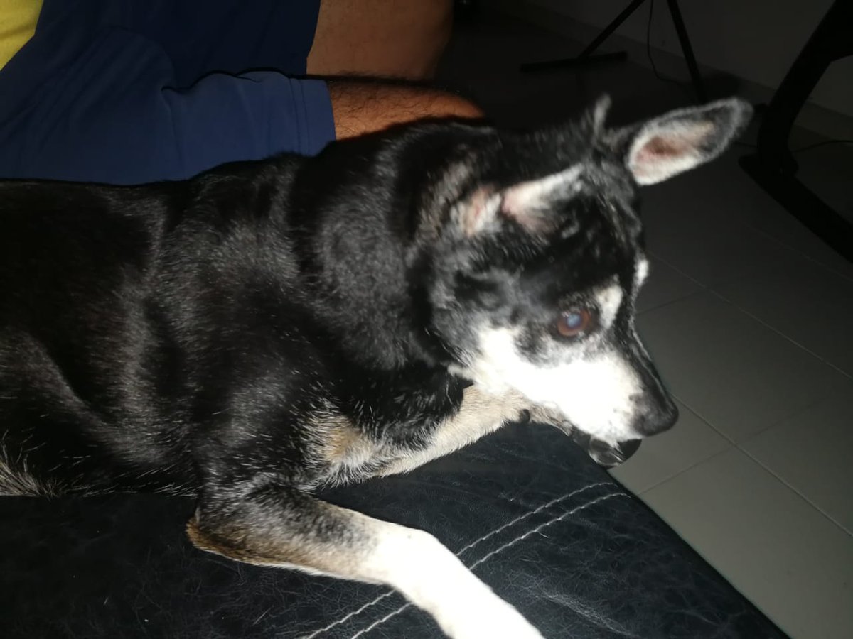 Menos24's tweet photo. @experto_animal Yo tengo una perra pinscher y tiene 17 años, viviendo con nosotros 👪 https://t.co/7yslailnRs
