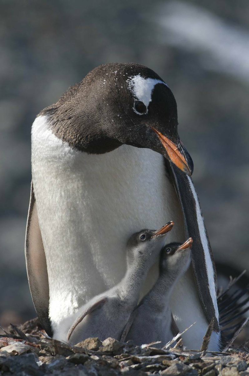 Penguins (@penguins_person) on Twitter photo 