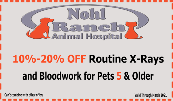 nohlranchanimal's tweet photo. 10%-20% OFF Routine X-Rays &amp; Bloodwork Coupon
We all want to make sure our pets are happy and healthy. One good way to check is by doing bloodwork and x-rays at least once a year to see if your pet has any underlying conditions.
Health doesn’t wait. Schedule your appointment Now! https://t.co/M01myveY6B