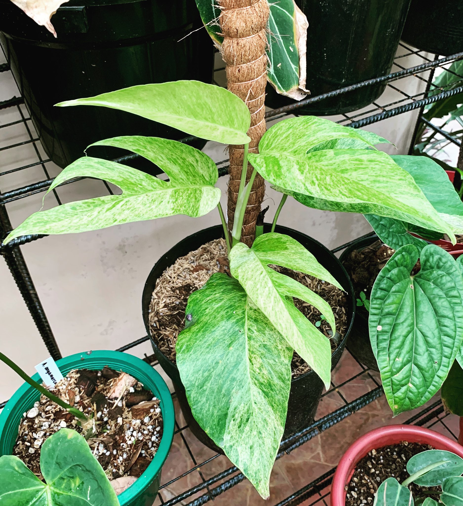 PlantChaser on X: Mint for me. Epipremnun pinnatum 'Mint' showing some  beautiful leaf variegation. Blessed Sunday! #epipremnumpinnatummint  #epipremnumpinnatumvariegata #epipremnum #aroid #araceae #variegatedplants  #variegatedleaves #garden #gardening