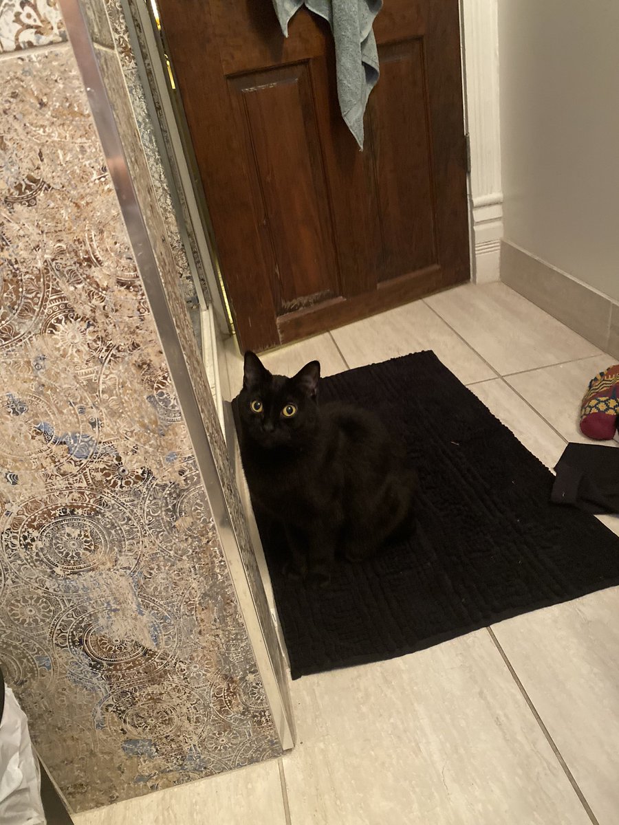 brussproutsrock's tweet photo. Why are my cats taking shifts watching me poop https://t.co/HY83pC4i2U