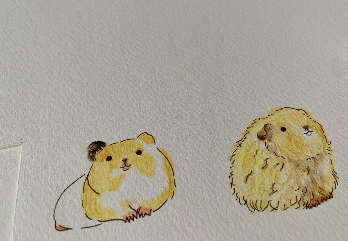 モルモット 画像 最新情報まとめ みんなの評価 レビューが見れる ナウティスモーション 7ページ目