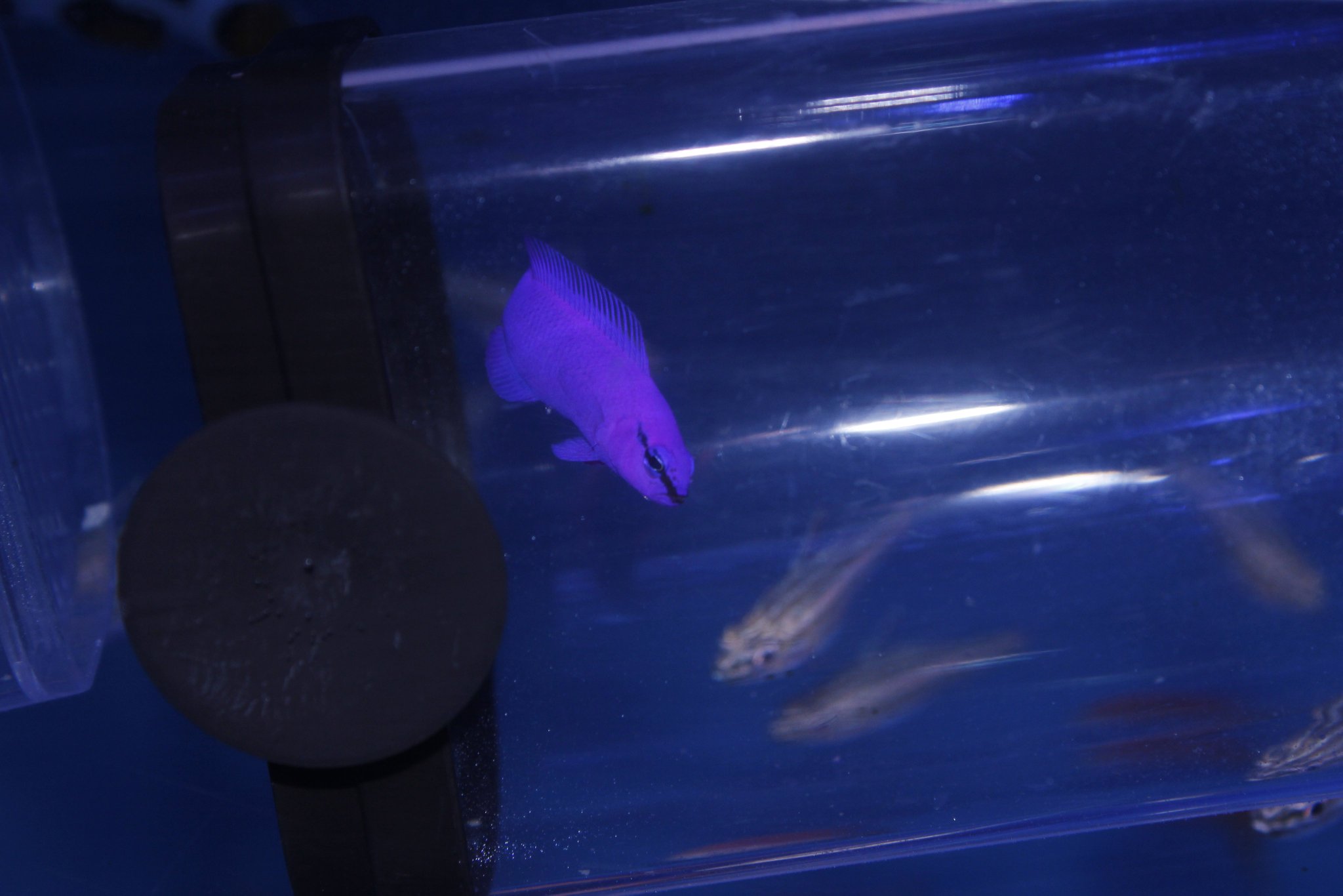 ブルーハーバー カミハタブリードキイロハギとフリードマニー カリビアンシーホース入港しました