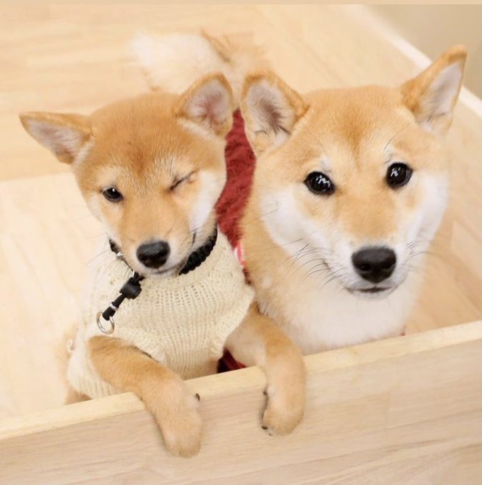 柴犬 高画質 のtwitterイラスト検索結果 古い順