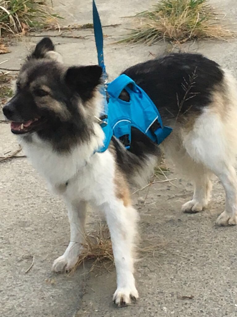 くみっちょ むく情報ありました サマーランド の裏山で目撃 水色のハーネス 迷い犬 秋川