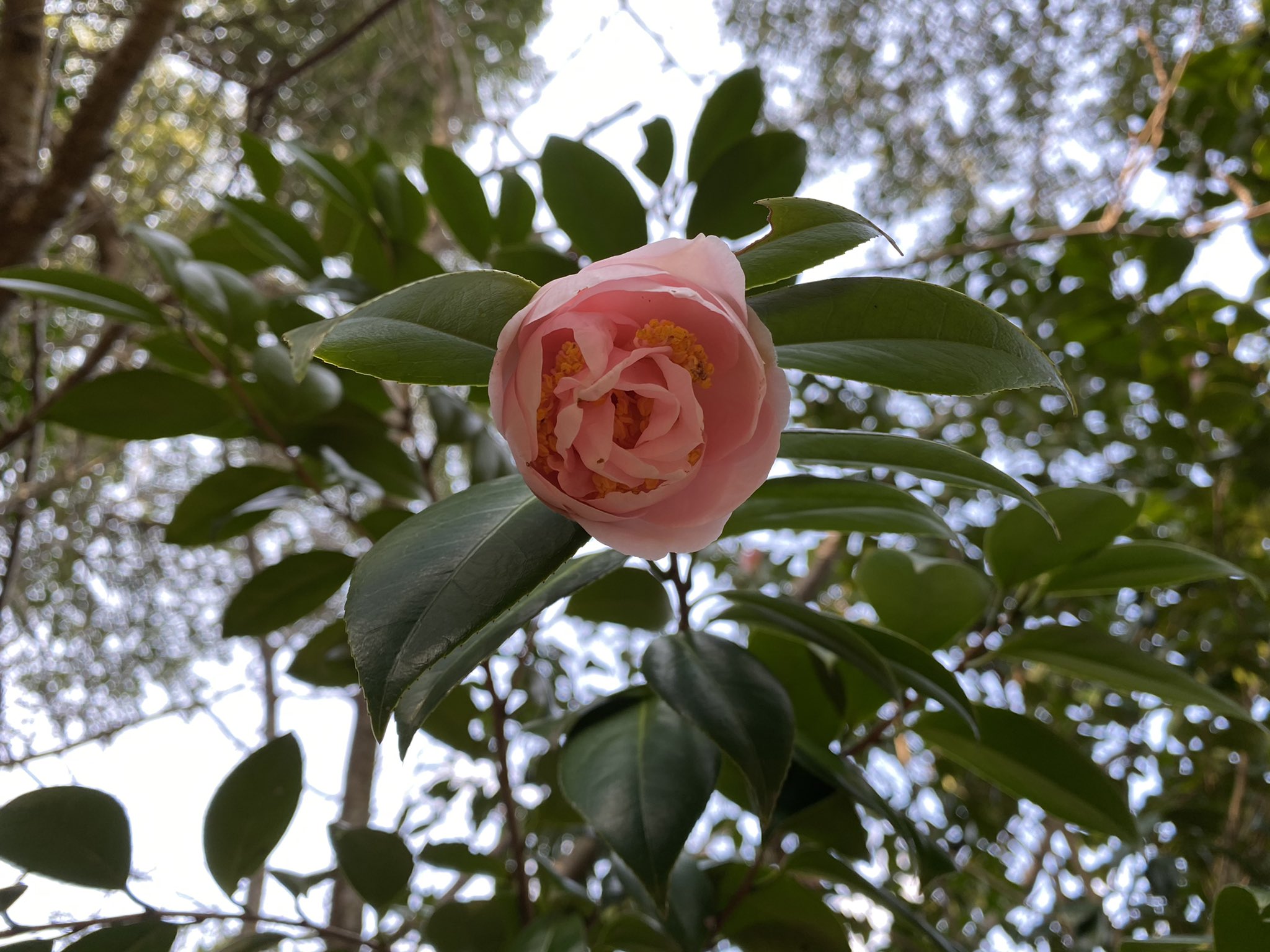 ときわ公園 公式 椿苑では綺麗な椿のお花が咲いています 花ごと地面に落ちている姿も風情がありますよ 山口県 宇部市 ときわ公園 Lovetokiwapark 椿 和 T Co 8bj42oympm Twitter