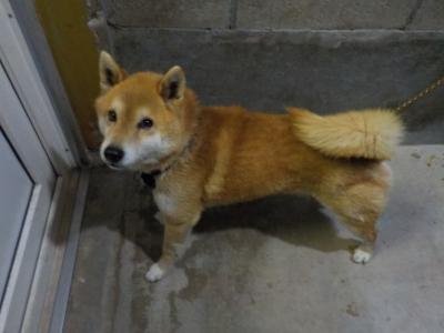 Japanesemichael Jackson A Twitter 宮崎県都城保健所 迷子犬 性別 男 年齢 約4歳 犬種 柴犬 体格推定 小 中 毛色 茶白 保護月日時場所 2 27 50頃 都城市都原町 青色首輪 迷子犬 宮崎県 都城市 都原町 柴犬 保健所 犬 コロナは茶番