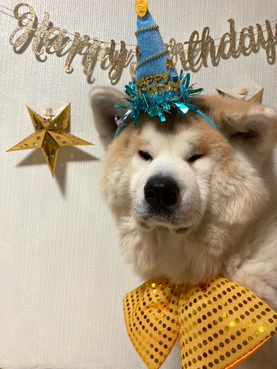 柴犬 秋田犬 はちモナじんくんとポン吉 お誕生日おめでとう じん 4歳 秋田犬 お誕生日おめでとう 柴犬 秋田犬 はちモナじんくんとポン吉 お誕生日おめでとう じん 4歳 秋田犬 お誕生日おめでとう