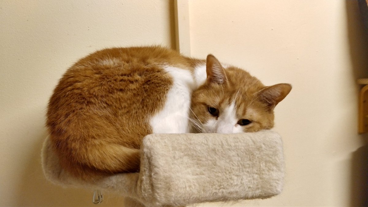 ねこのひみつ基地 Nekohimitsukiti Twitter ねこのひみつ基地 Nekohimitsukiti Twitter