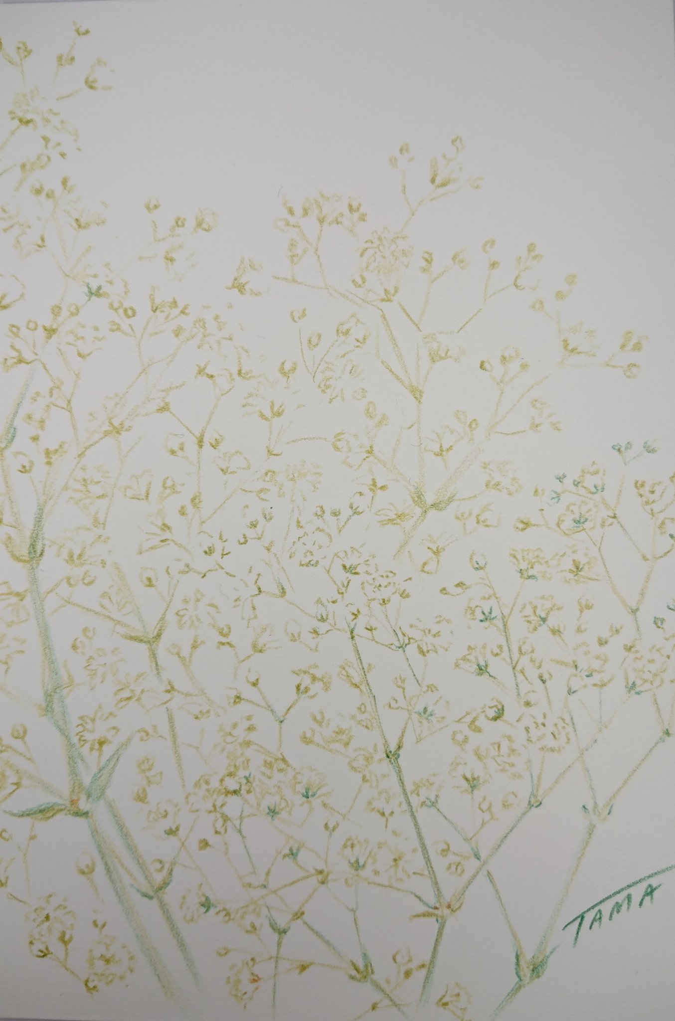 りとるたま カスミソウ カスミソウ お花 色鉛筆画 おえかき 絵描きさんと繋がりたい 絵描き人 イラスト好きさんと繋がりたい イラスト T Co Eutklobynp Twitter りとるたま カスミソウ カスミソウ お花 色鉛筆画 おえかき 絵描きさんと繋がりたい 絵描き人 イラスト好きさんと繋がりたい イラスト T Co Eutklobynp Twitter