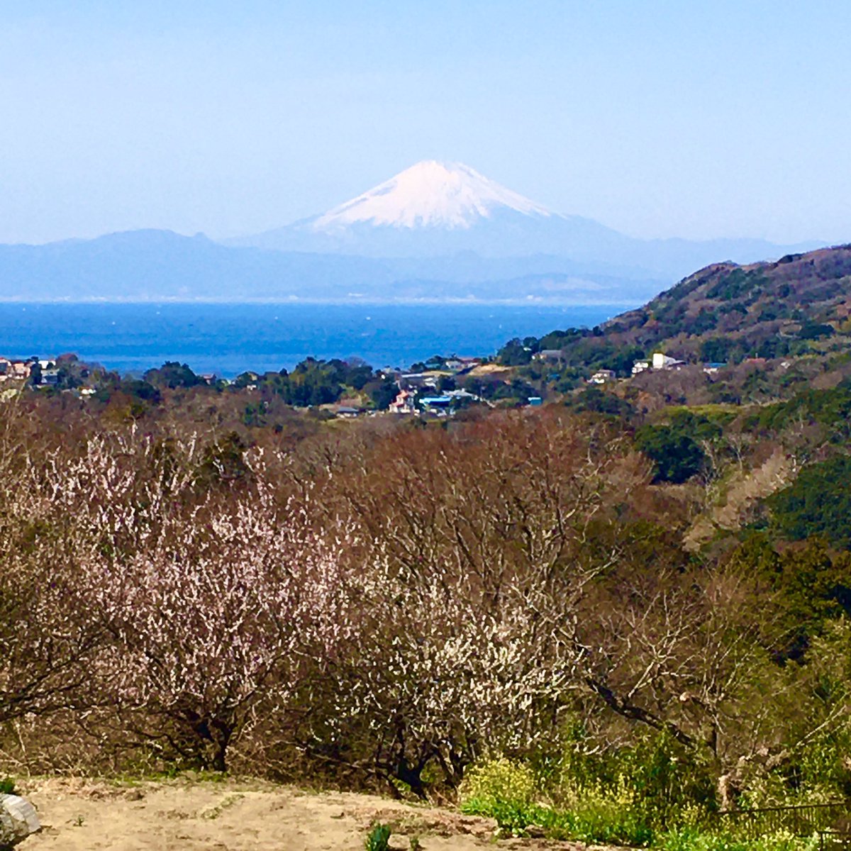 juttoku's tweet photo. 子安の里より https://t.co/ZCHSngmGOD