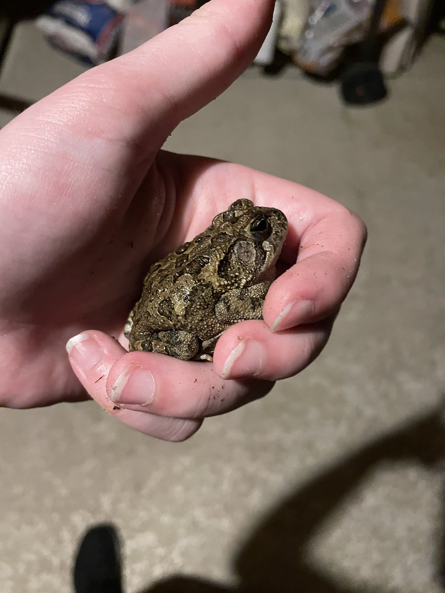 deerinahat's tweet photo. keeping track of the creatures in my floridian YARDS day 6:
VERY nice night out, warm and a full moon in the sky (and my birthday)
total is:
11 southern toads (2 not pictured)
3 cuban tree frogs (2 not pictured)
1 cuban anole i found sleeping ;)
#frogcount : 3 https://t.co/asmqiB85zT