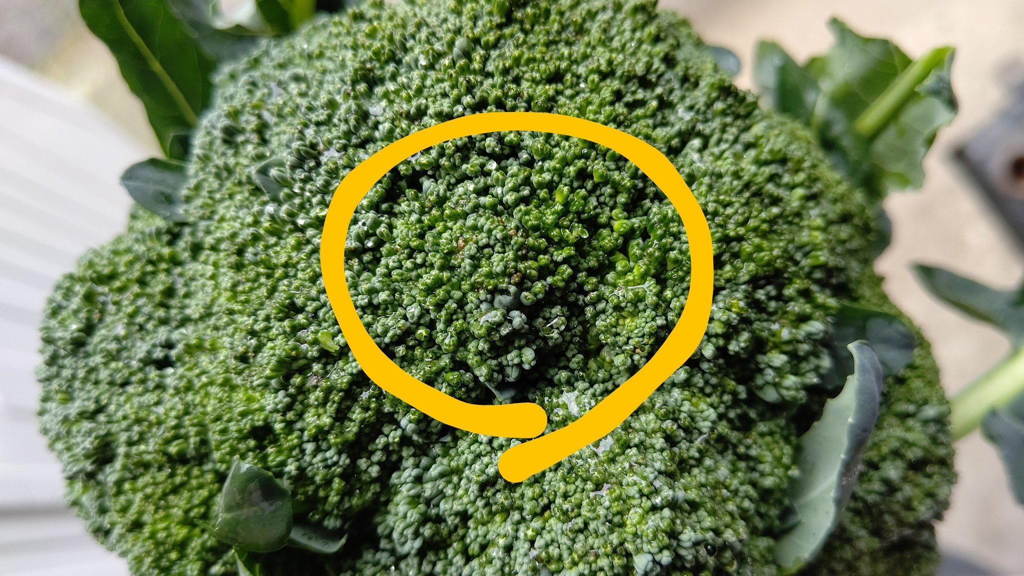 柿迫農園 これってなんですか 病気 花 軟腐ベトの出方とは違う気がするし花蕾腐敗病とも違うような 答えが出ない 花になりかけたけど霜でやられて花になりきれなかった残骸とかじゃないですよね 教えて ブロッコリ博士 T Co N4jafnrymw