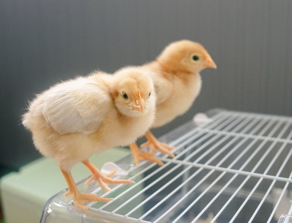 ひよこ 飼いたい – ヒヨコ ニワトリ – WLNM